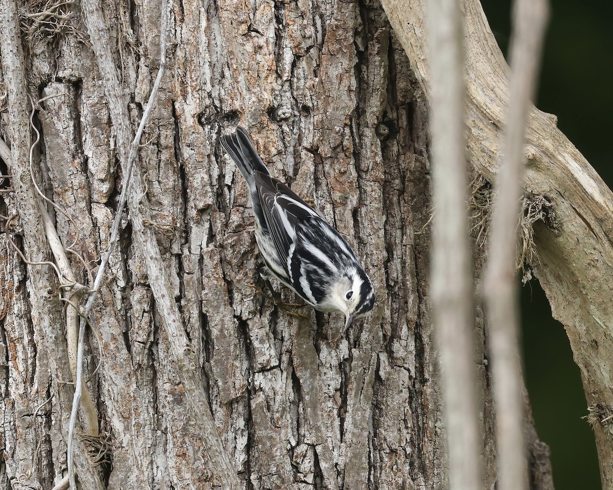 Black-and-white Warbler - ML641869742