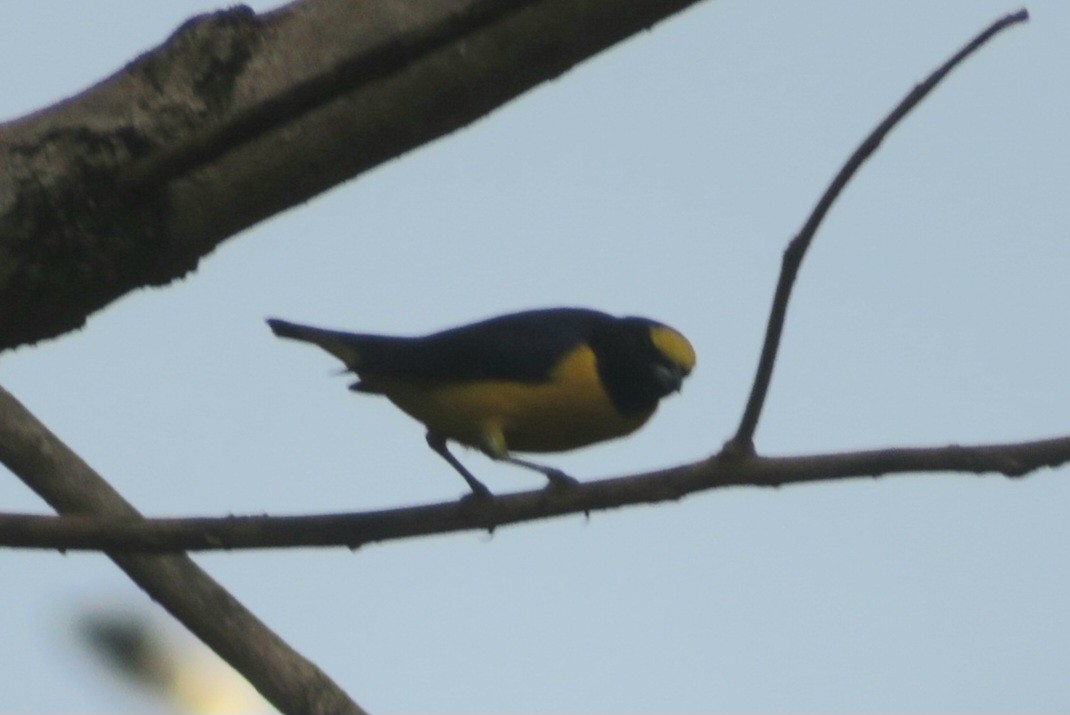Purple-throated Euphonia - ML641869749