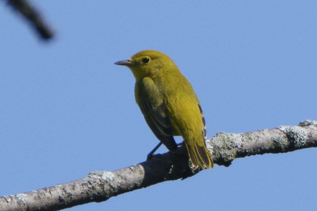 Northern Yellow Warbler - ML641869765