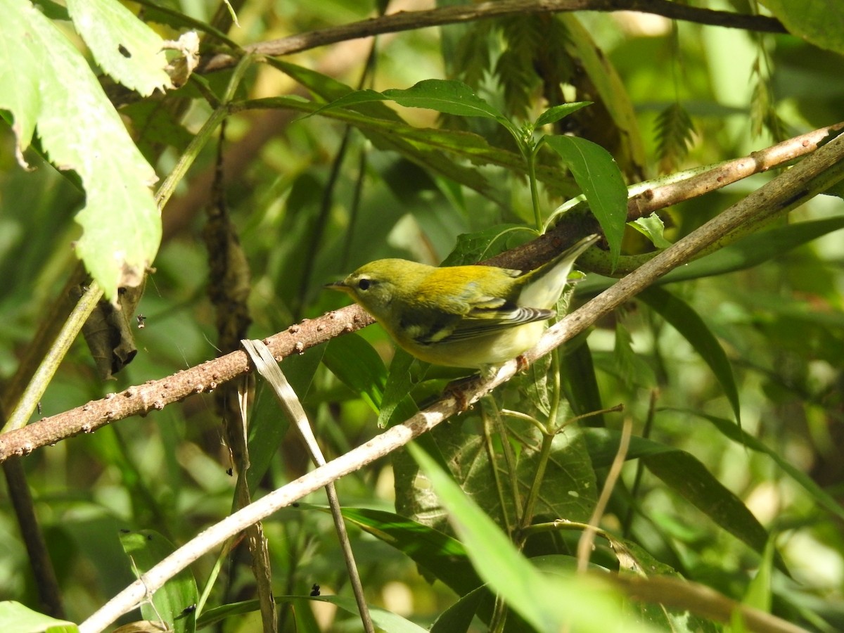 Northern Parula - ML641869767
