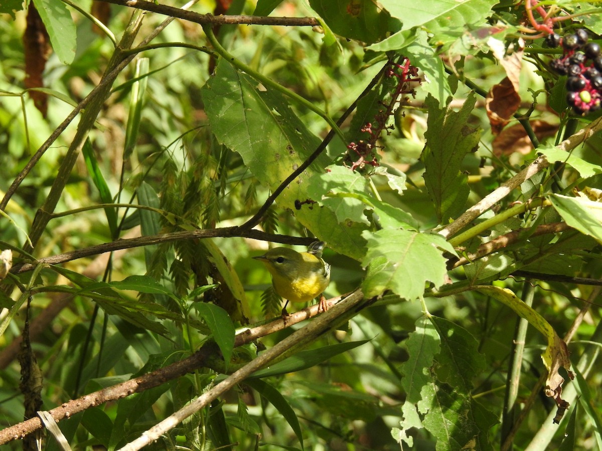 Northern Parula - ML641869768