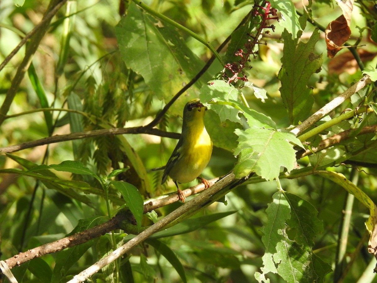 Northern Parula - ML641869769