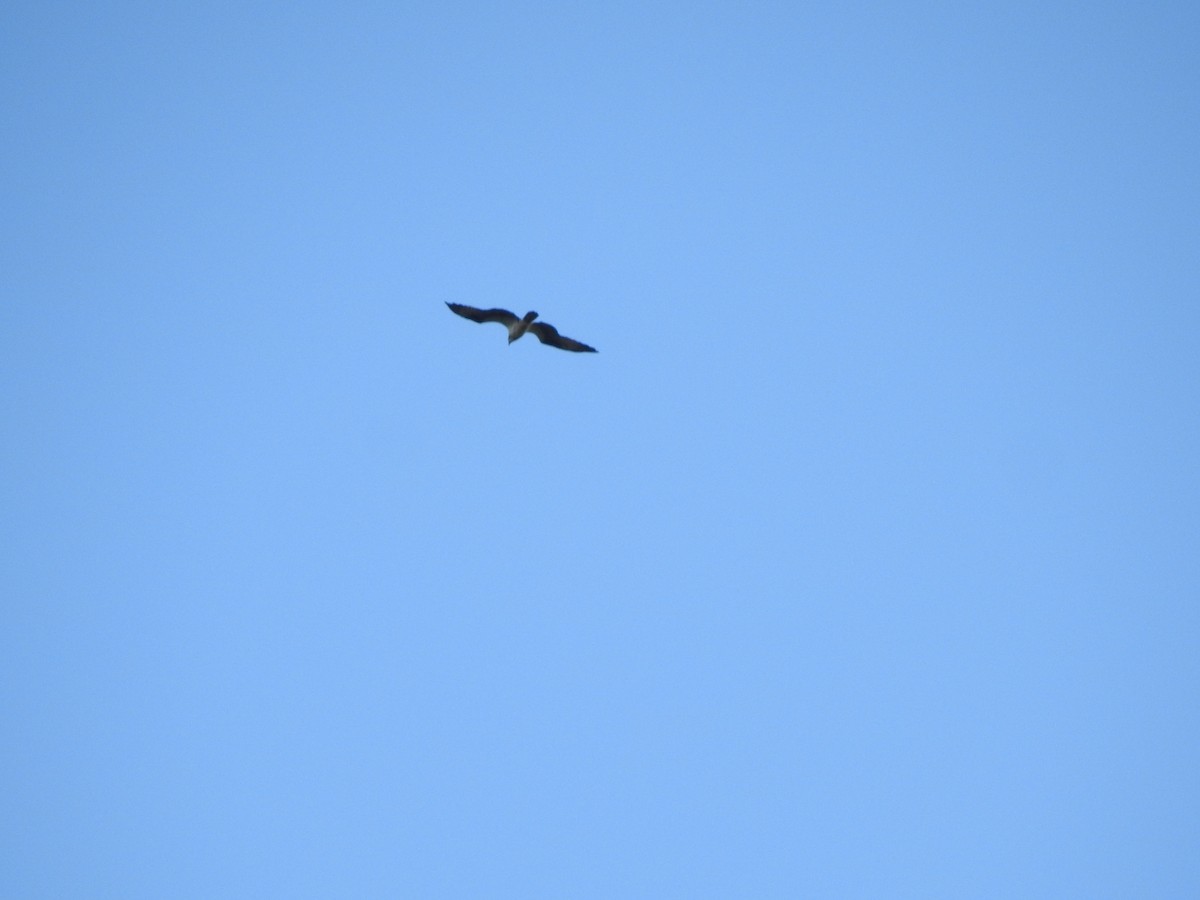 Osprey - ML641869805