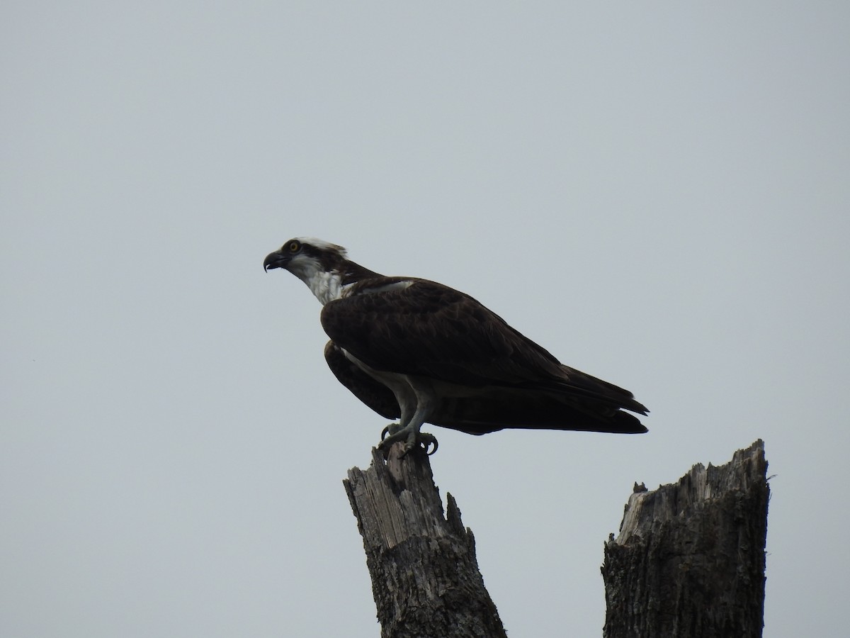 Osprey - ML641869806