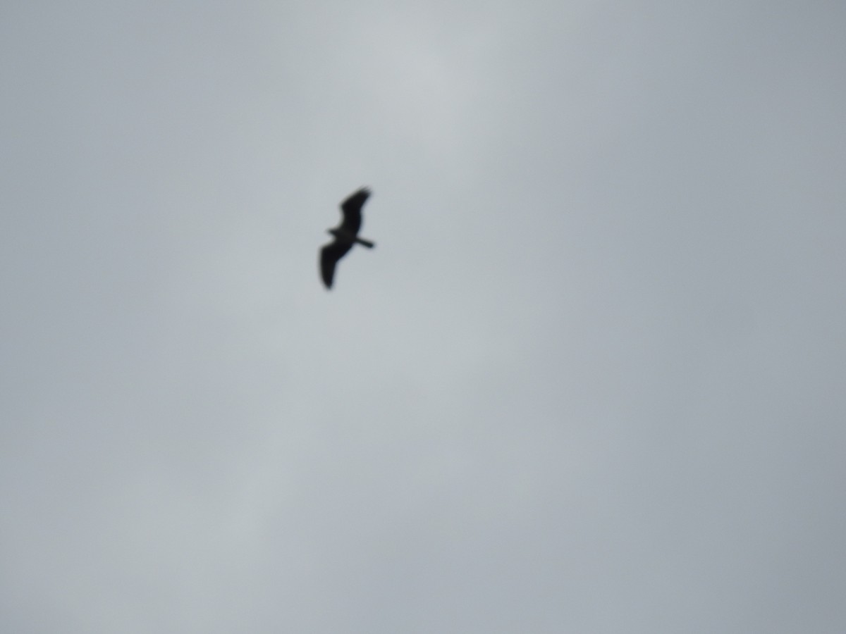 Osprey - ML641869807