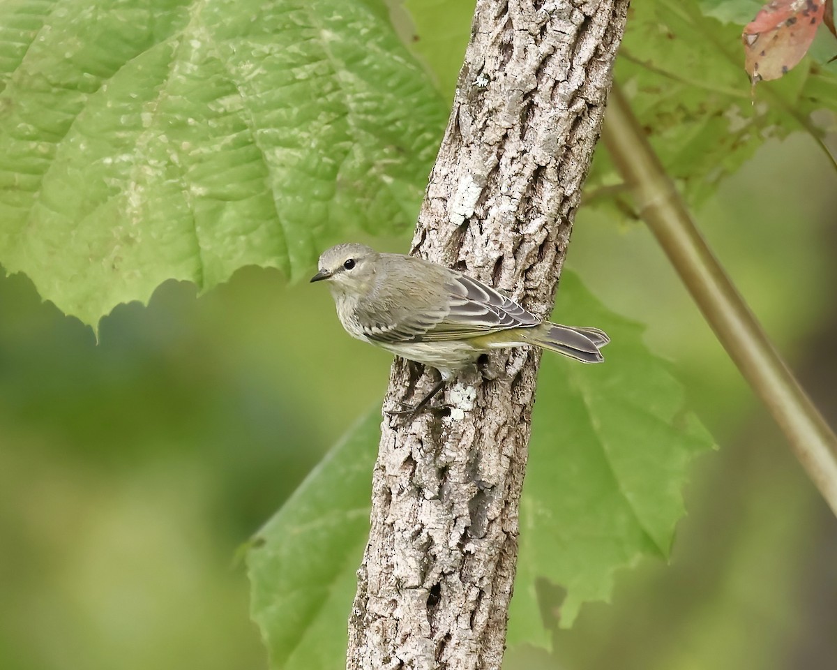 Cape May Warbler - ML641869825