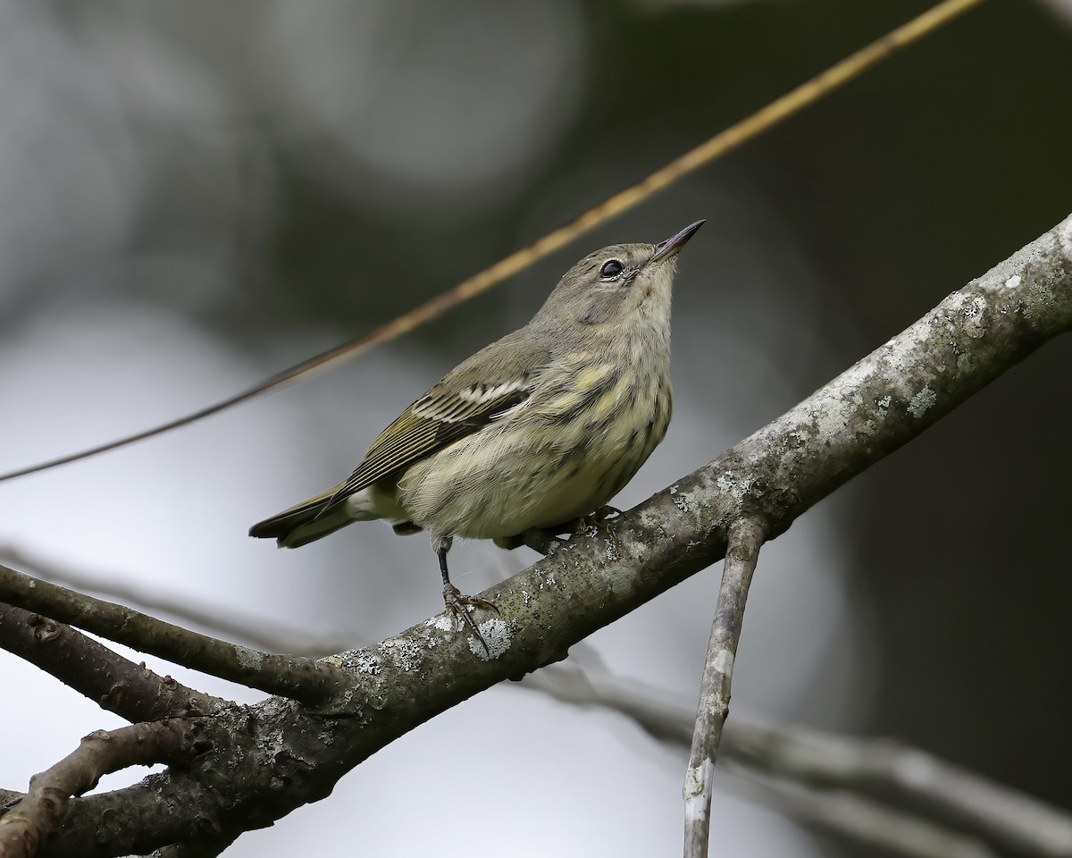 Cape May Warbler - ML641869826