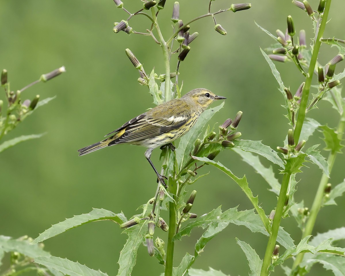 Cape May Warbler - ML641869827