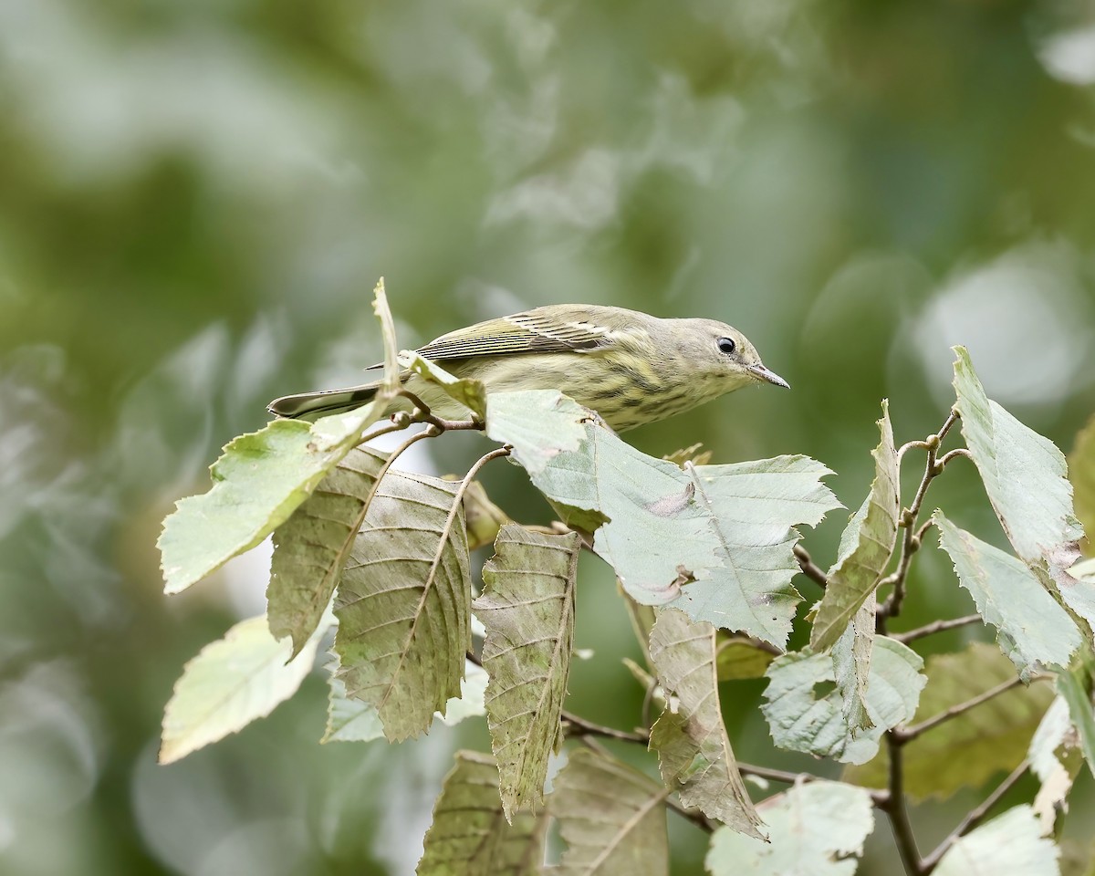 Cape May Warbler - ML641869828