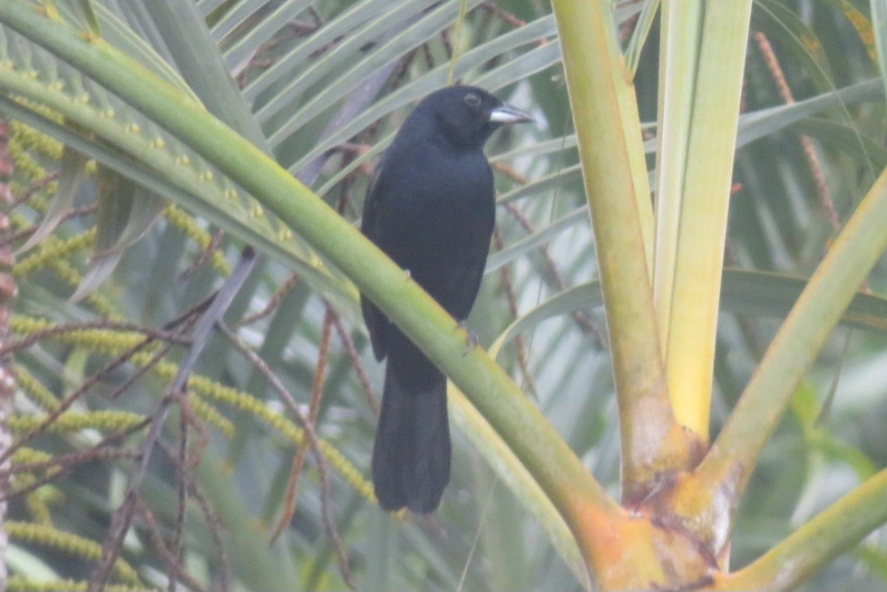White-lined Tanager - ML641869832