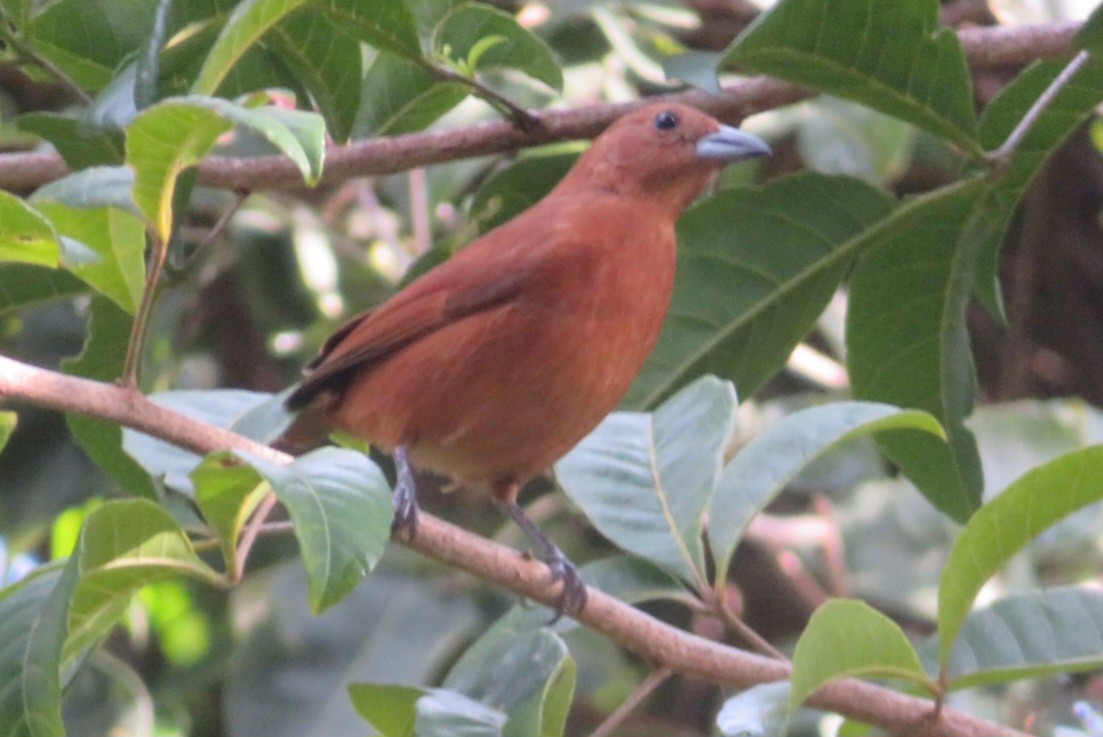 White-lined Tanager - ML641869833