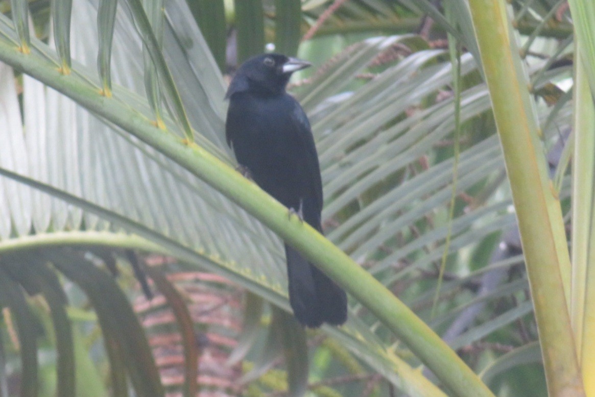 White-lined Tanager - ML641869834