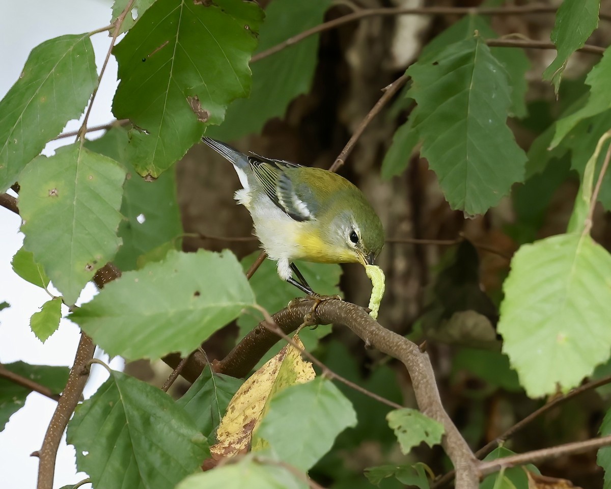 Northern Parula - ML641869846