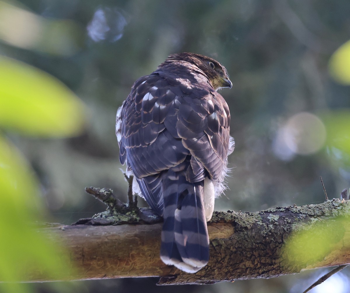 Cooper's Hawk - ML641869850