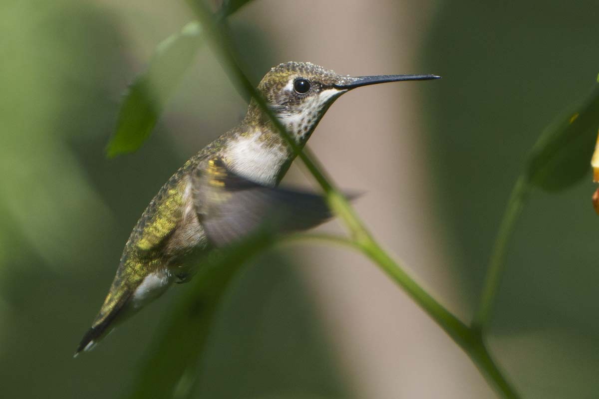 Ruby-throated Hummingbird - ML641869863