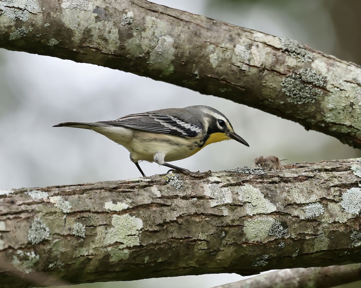 Yellow-throated Warbler - ML641869865