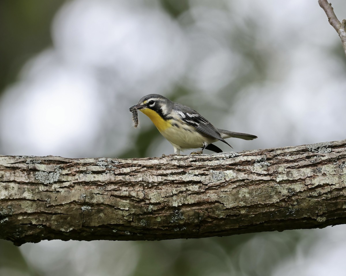Yellow-throated Warbler - ML641869866