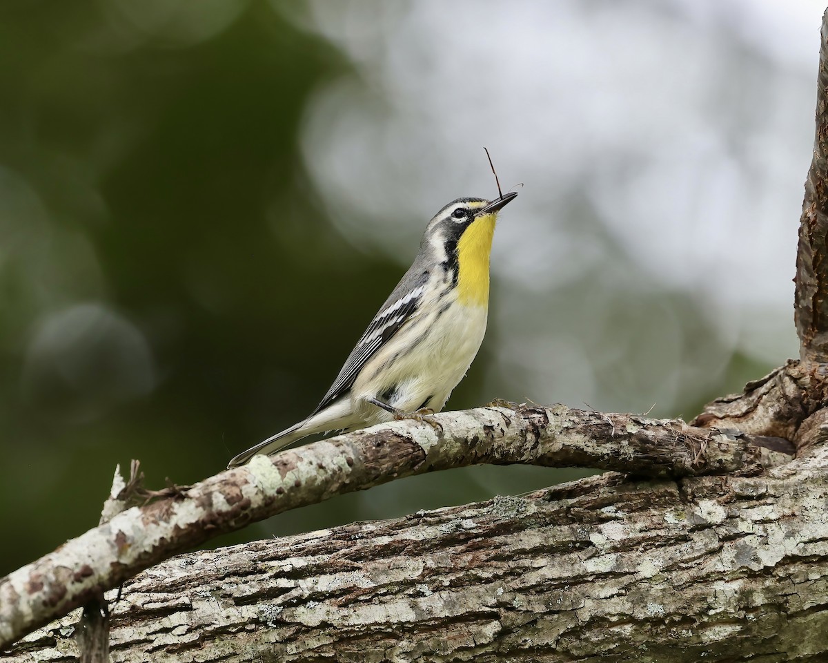 Yellow-throated Warbler - ML641869867
