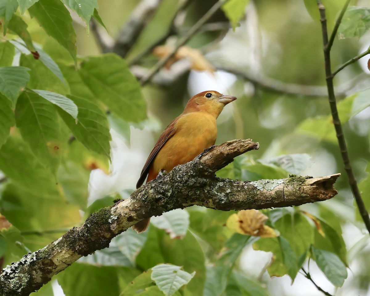 Summer Tanager - ML641869879