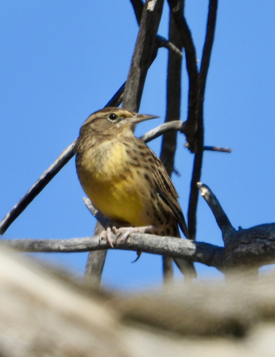 Western Meadowlark - ML641869882