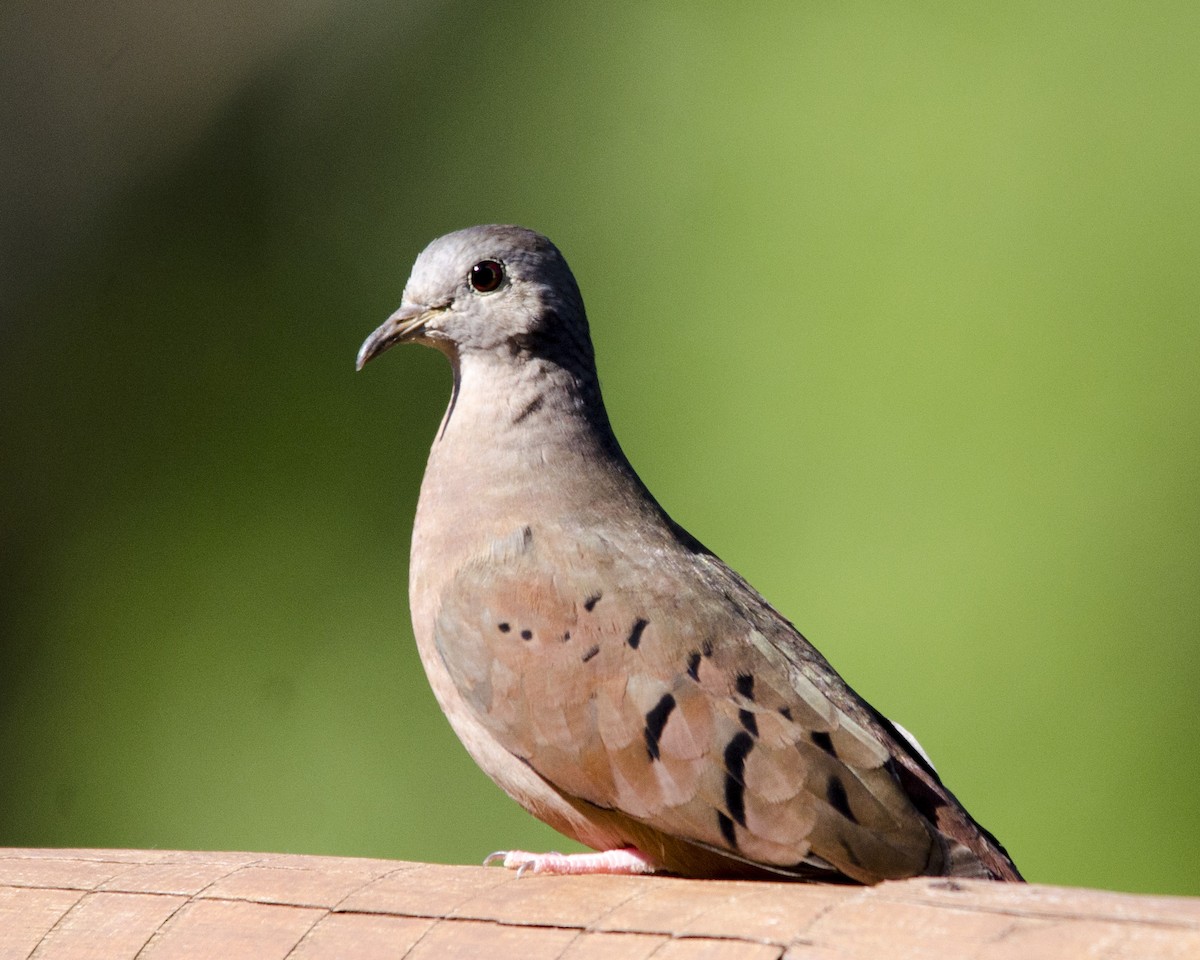 holoubek skořicový - ML641869885