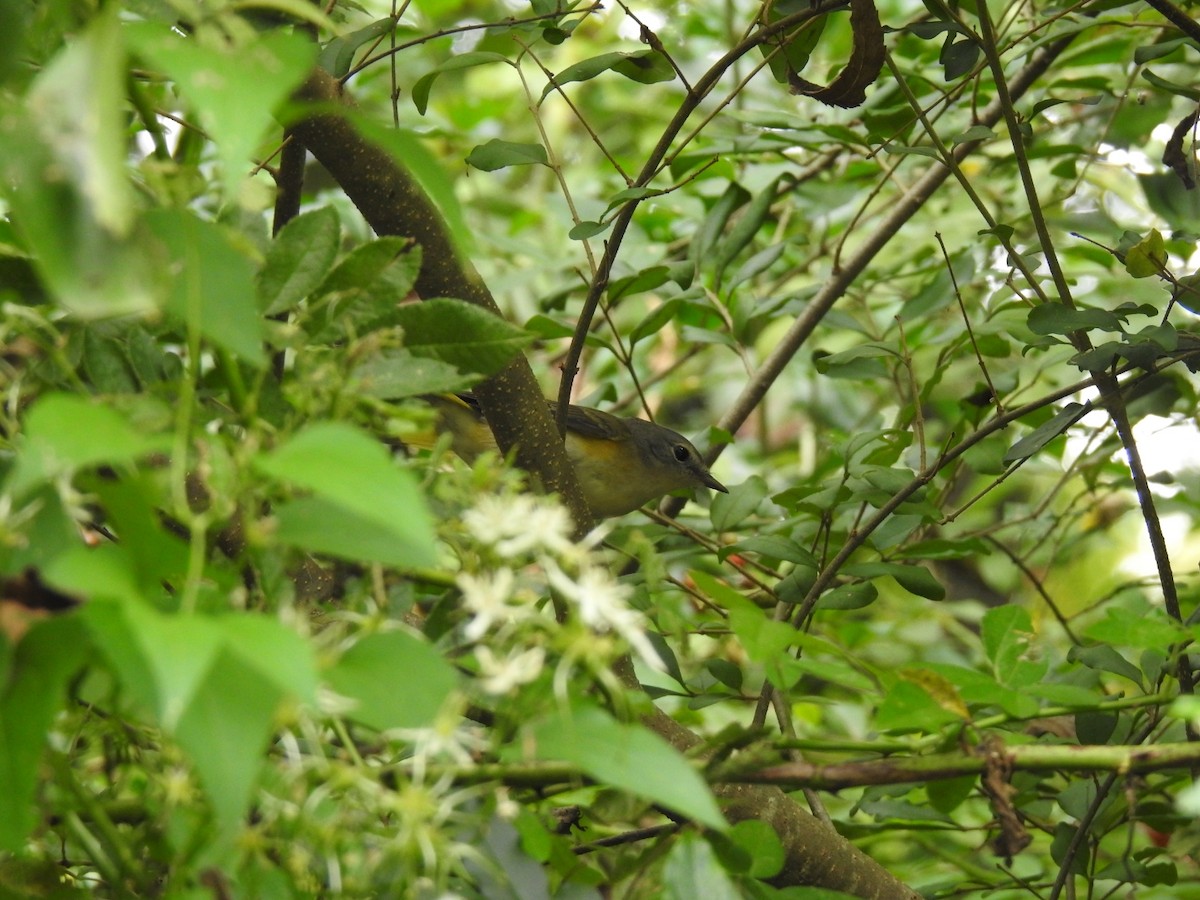 American Redstart - ML641869887