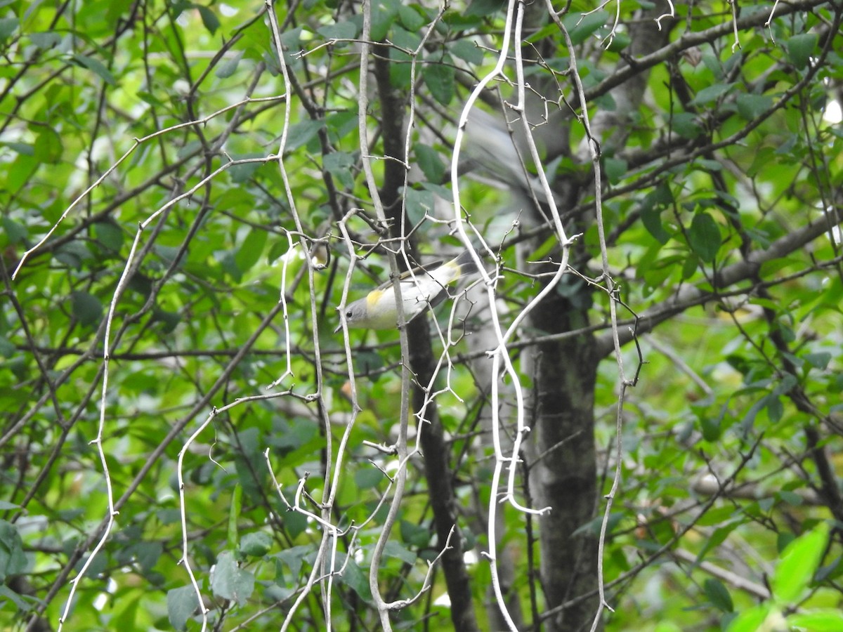 American Redstart - ML641869888