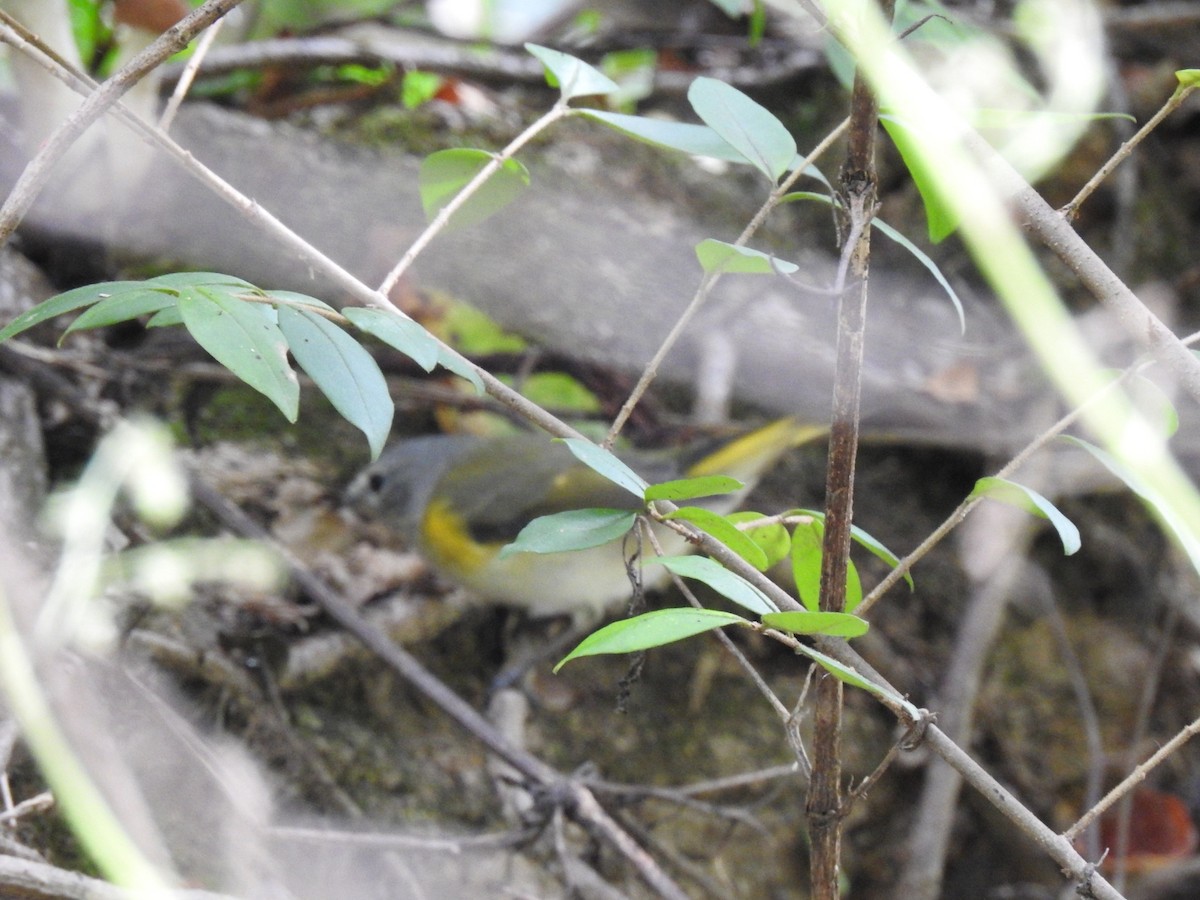 American Redstart - ML641869889