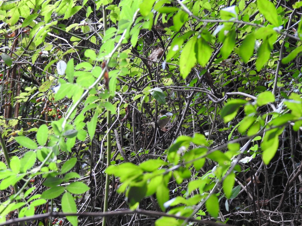American Redstart - ML641869890