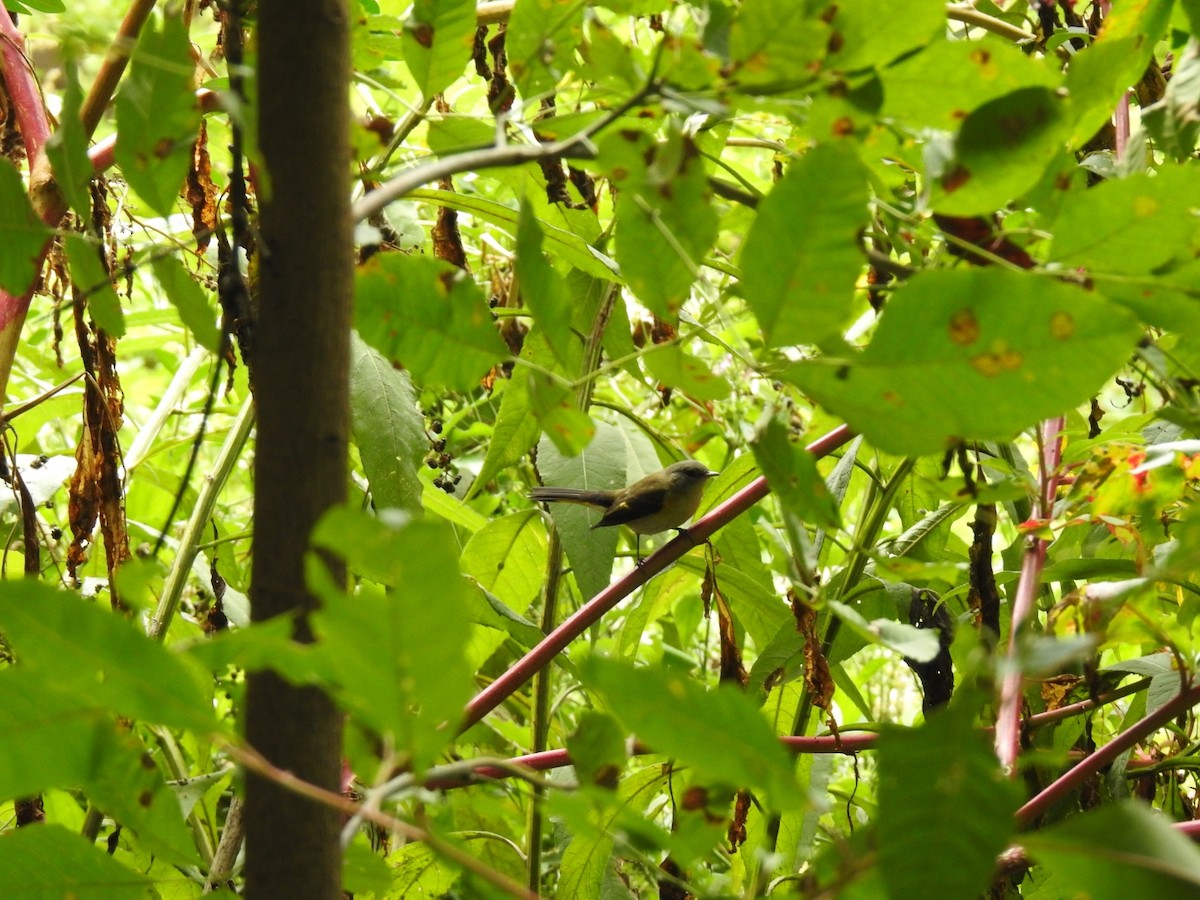 American Redstart - ML641869891
