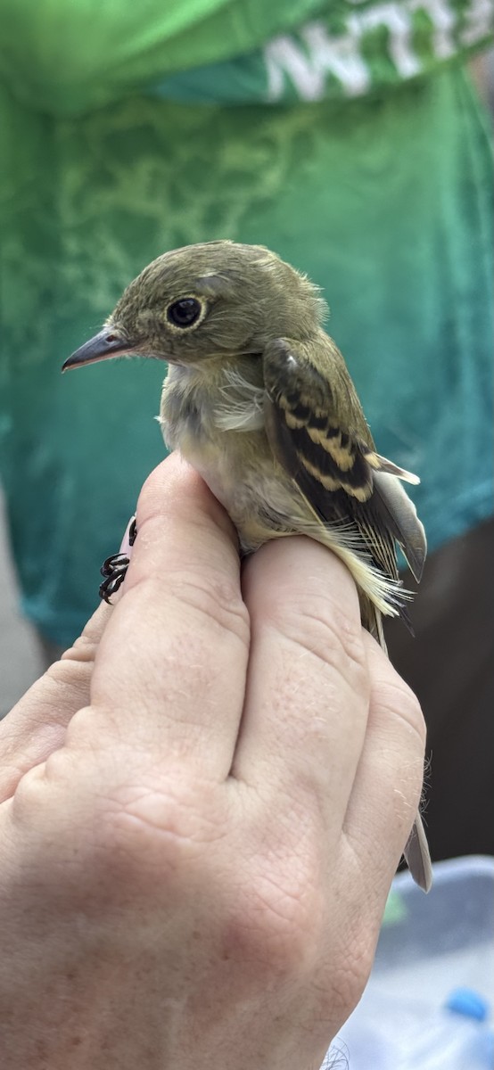 Acadian Flycatcher - ML641869918