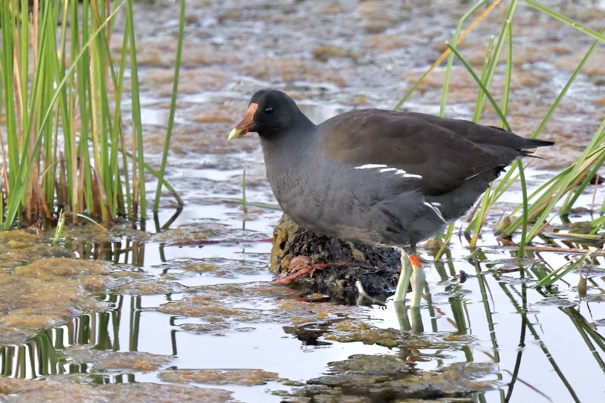Common Gallinule - ML641869921