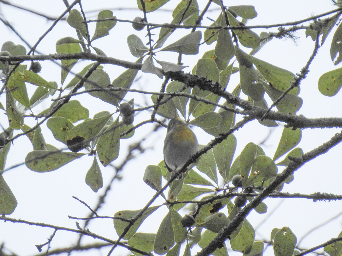 Northern Parula - ML641869932