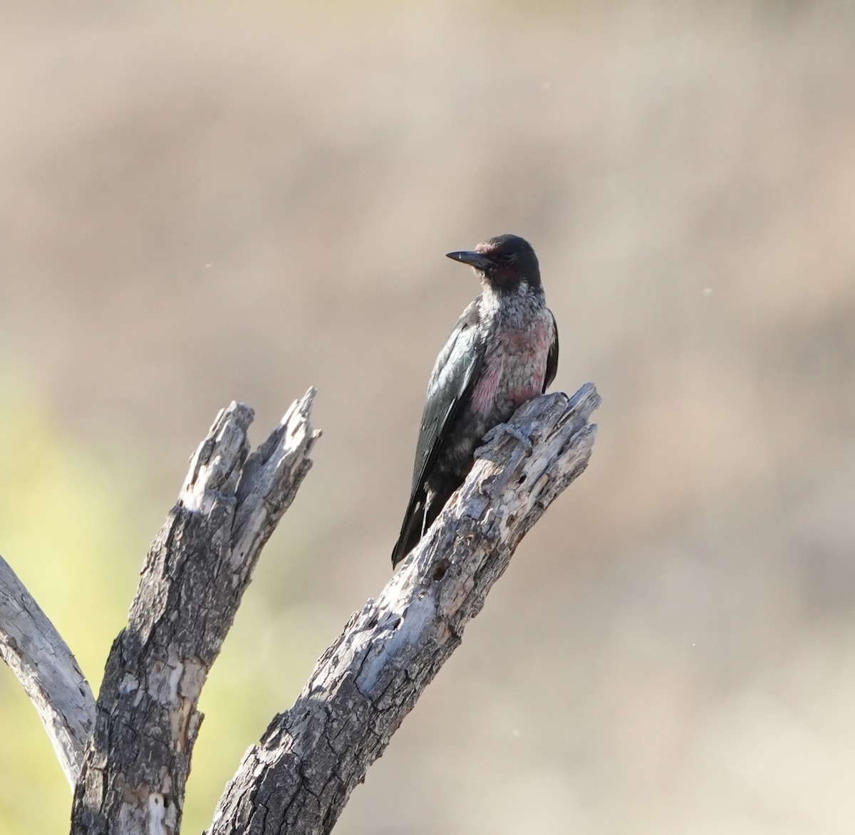 Lewis's Woodpecker - ML641869934
