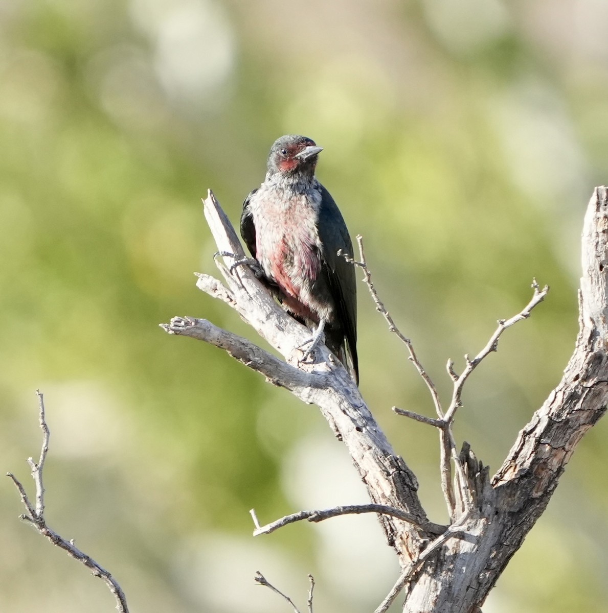 Lewis's Woodpecker - ML641869939