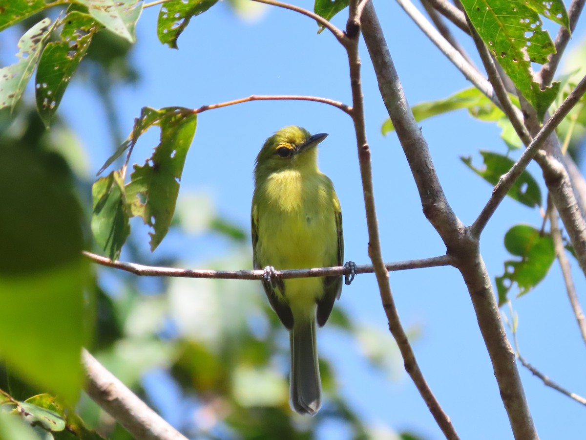 Ochre-lored Flatbill - ML641869945