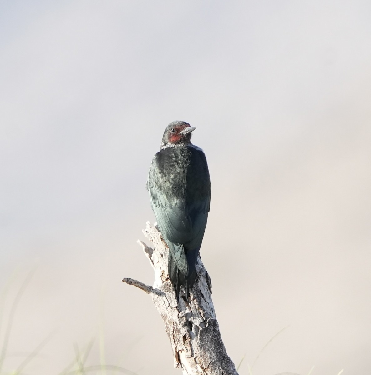 Lewis's Woodpecker - ML641869958