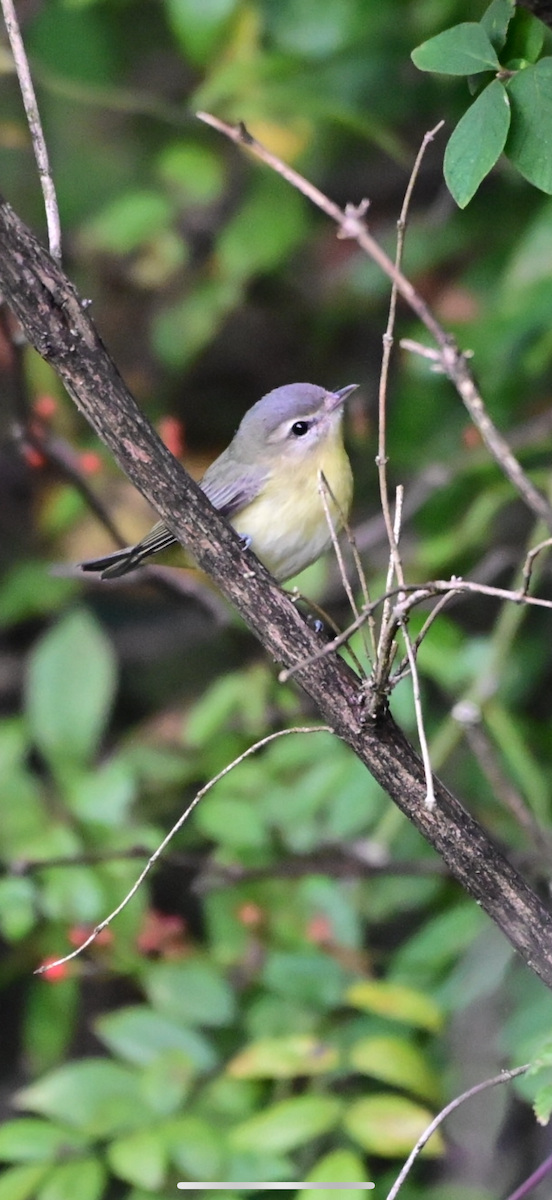 zelenáček kanadský - ML641869978