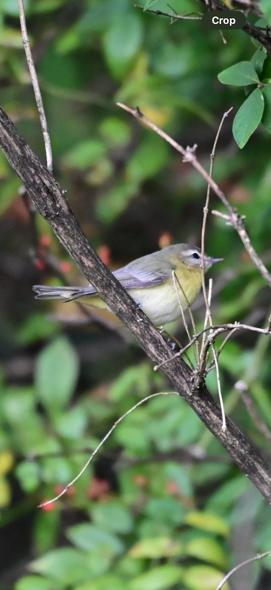 zelenáček kanadský - ML641869979