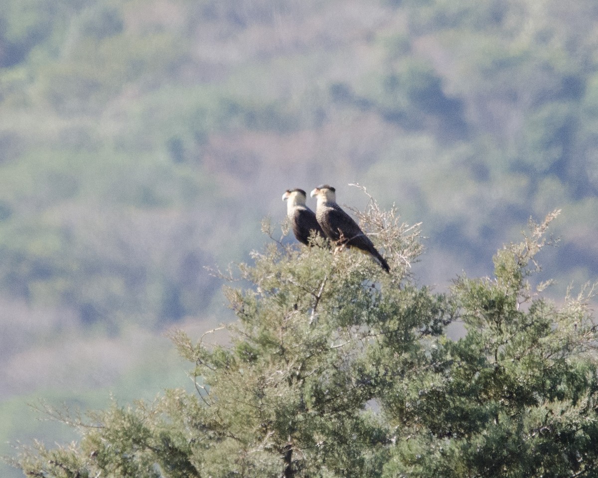 Crested Caracara - ML641869984