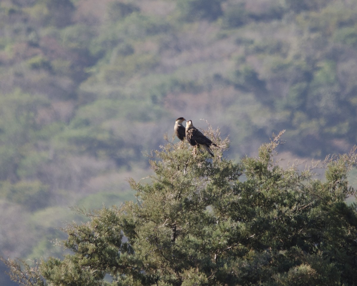 Crested Caracara - ML641869985