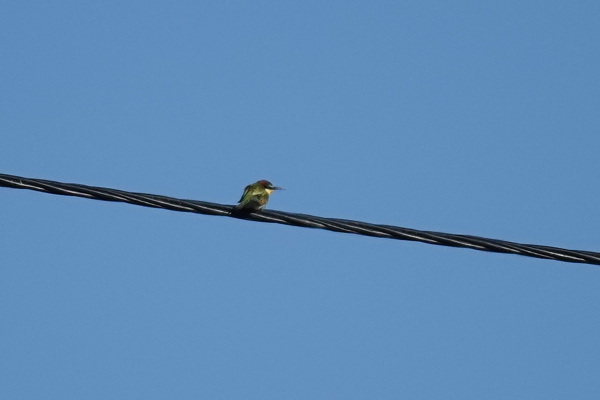 European Bee-eater - ML641869991
