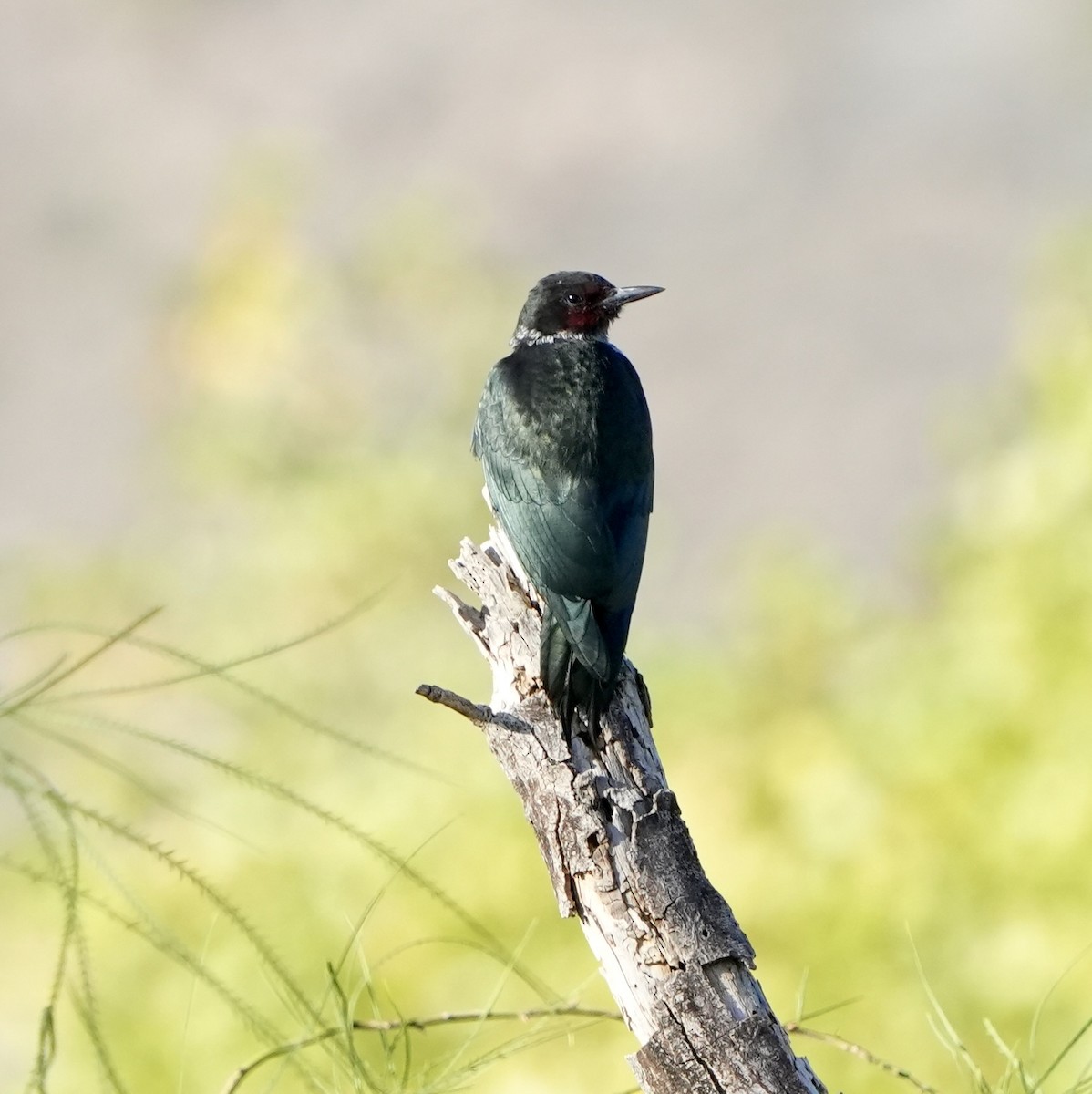 Lewis's Woodpecker - ML641870000