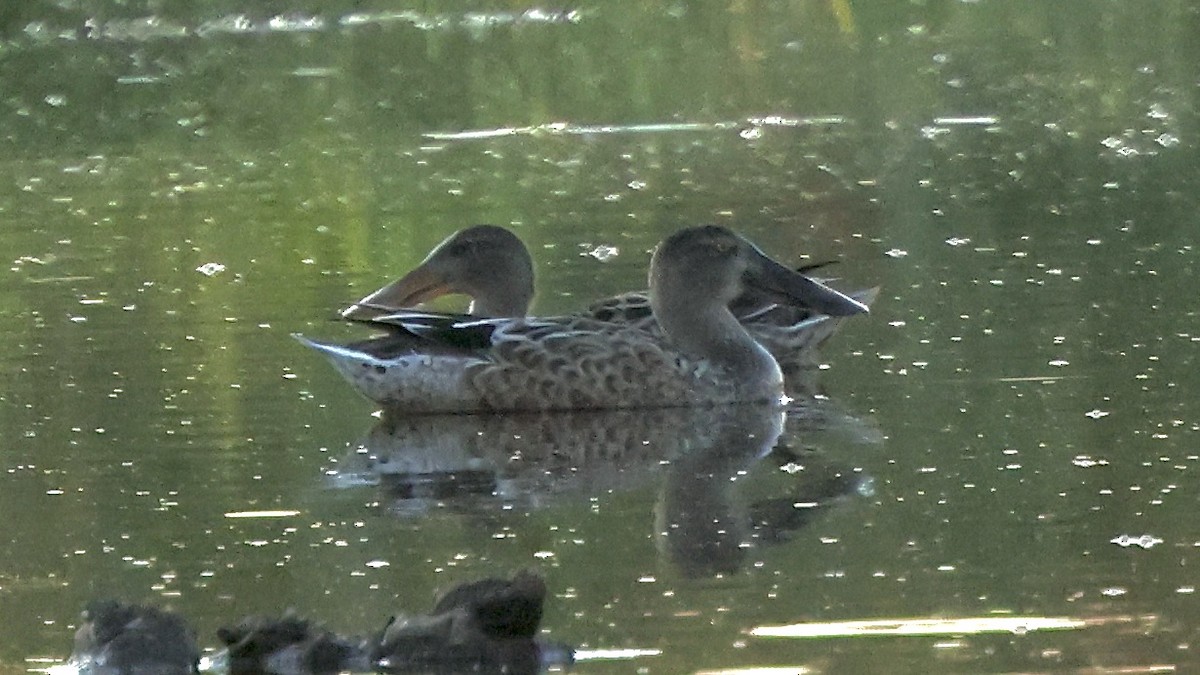 Northern Shoveler - ML641870059