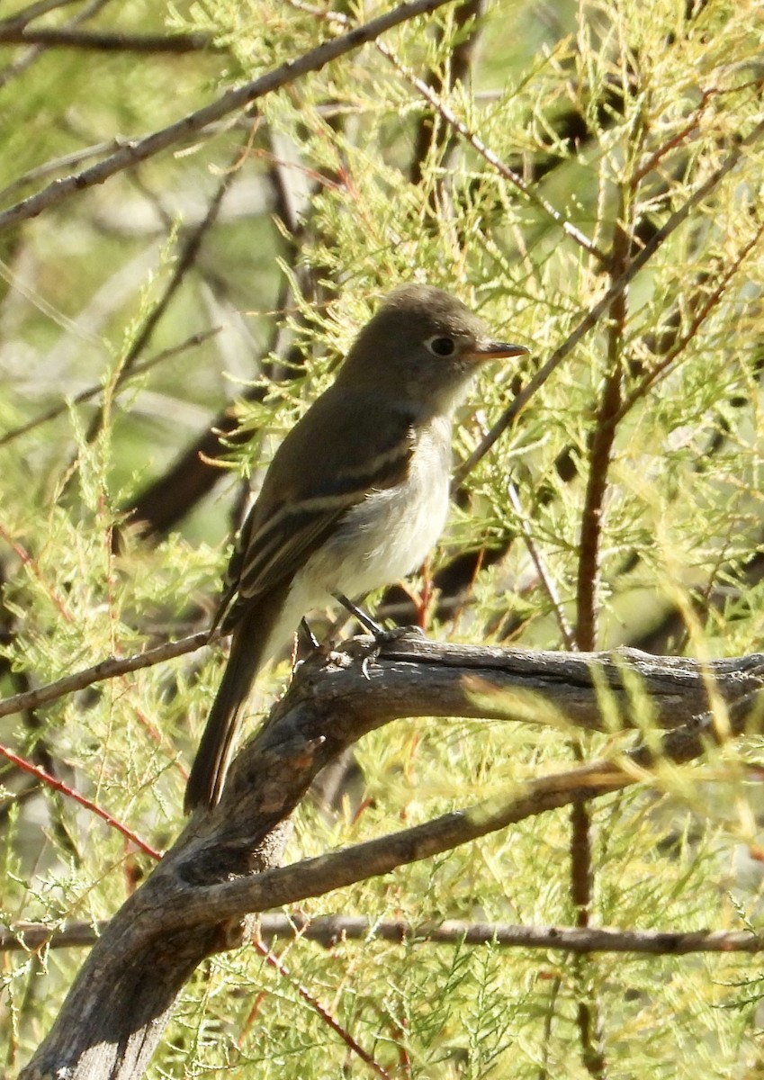 Mosquero del Pacífico - ML641870060