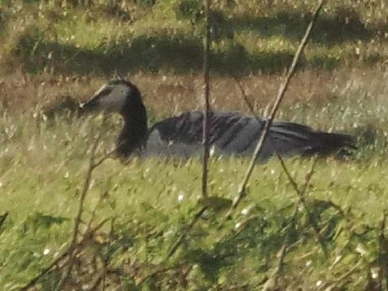 Barnacle Goose - ML641870078