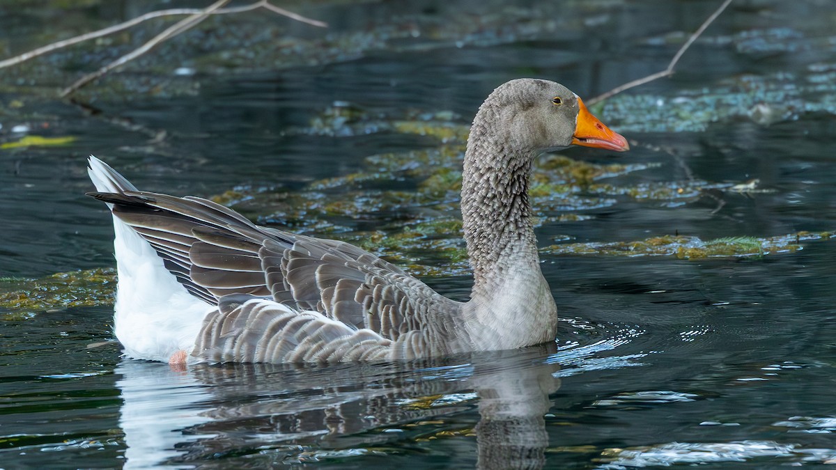 Graylag Goose (Domestic type) - ML641870110
