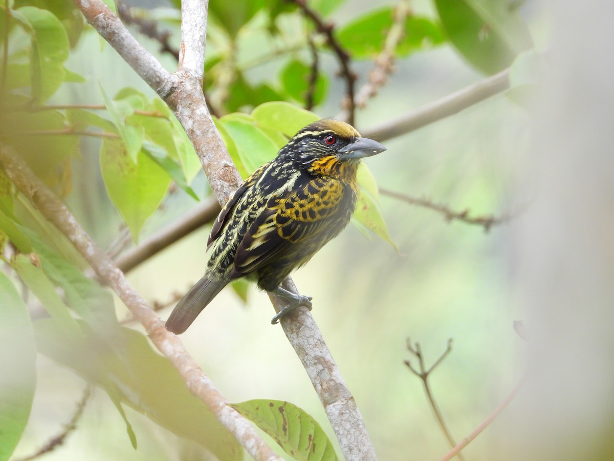 Gilded Barbet - ML641870125