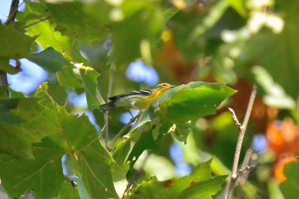Blackburnian Warbler - ML641870136