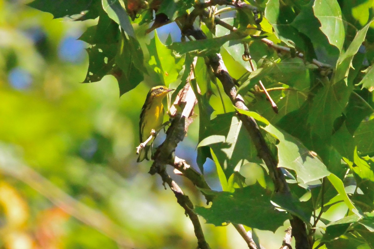 Blackburnian Warbler - ML641870137